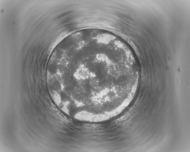 X0000086971529200705141638