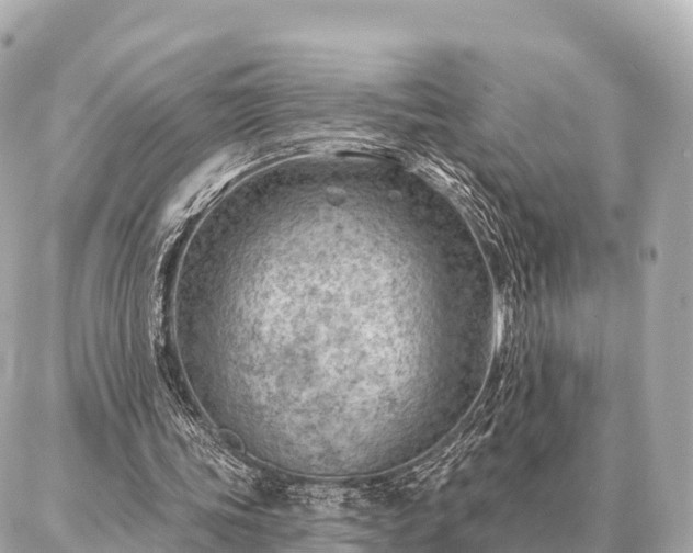 X0000086980339200704231825