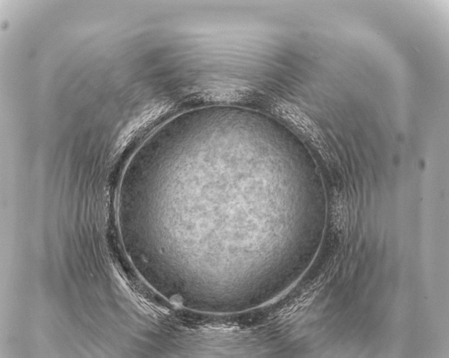 X0000086980586200704231821