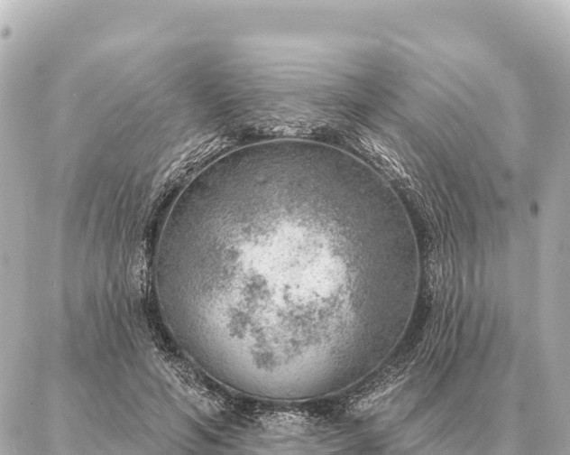 X0000086980594200704231821