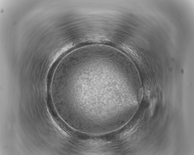 X0000086980630200704231820