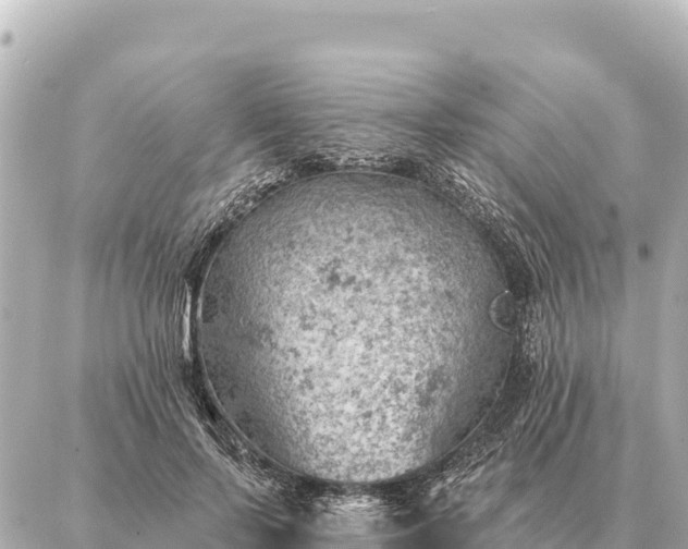 X0000086980695200704231820