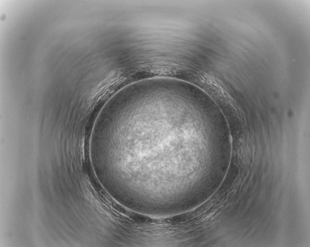 X0000086980696200704231820