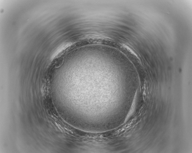 X0000086980775200704231818