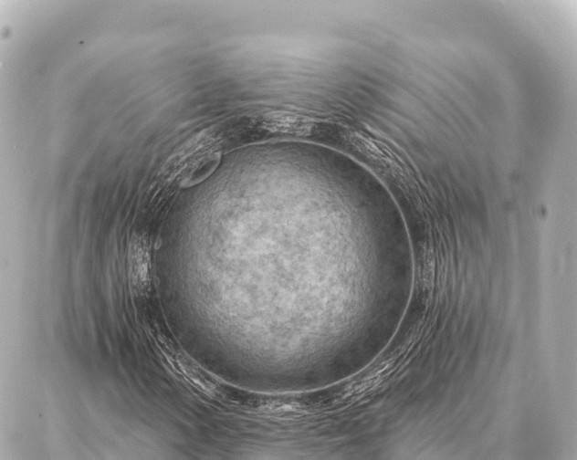 X0000086981154200704231812