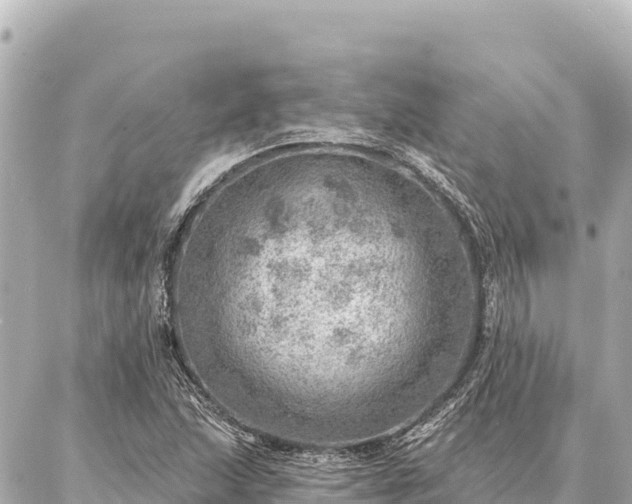 X0000086981215200704231811