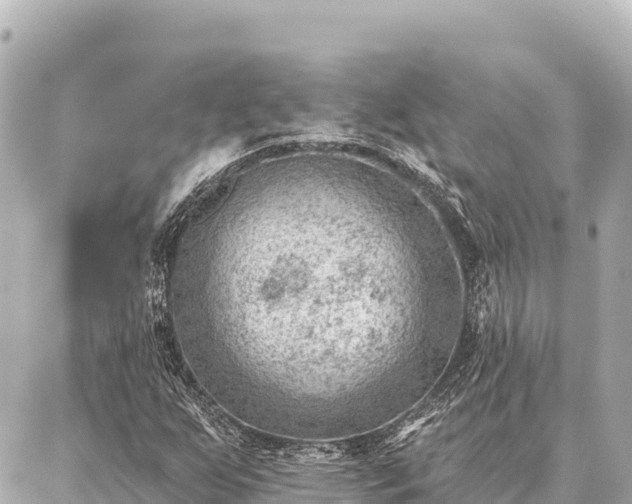 X0000086981255200704231811