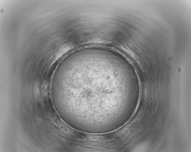 X0000086981258200704231810