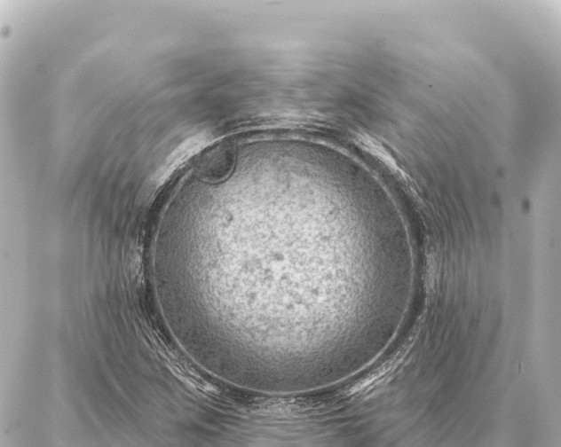 X0000086981259200704231810