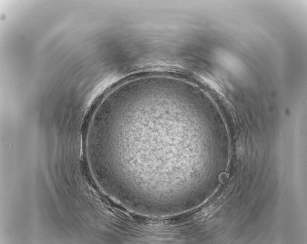 X0000086981267200704231810