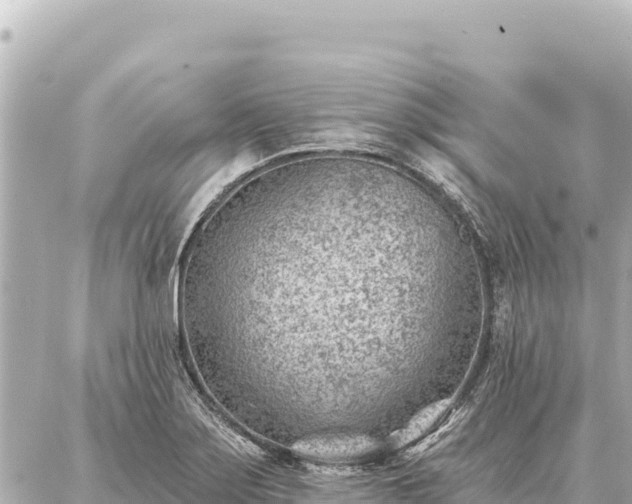 X0000086981275200704231810