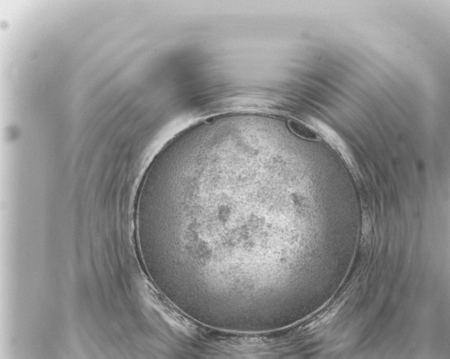 X0000086981435200704231808