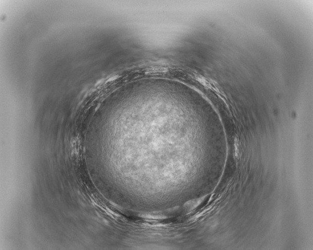 X0000086981445200704231807