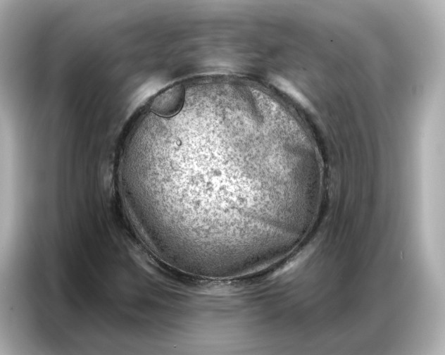 X0000086981259200704301310