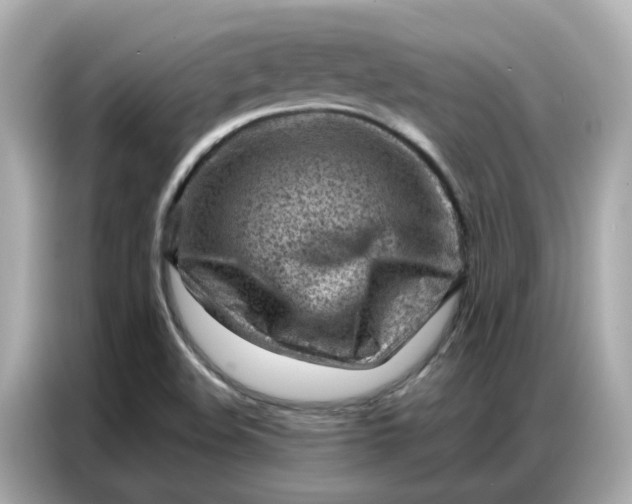 X0000086981508200704301307