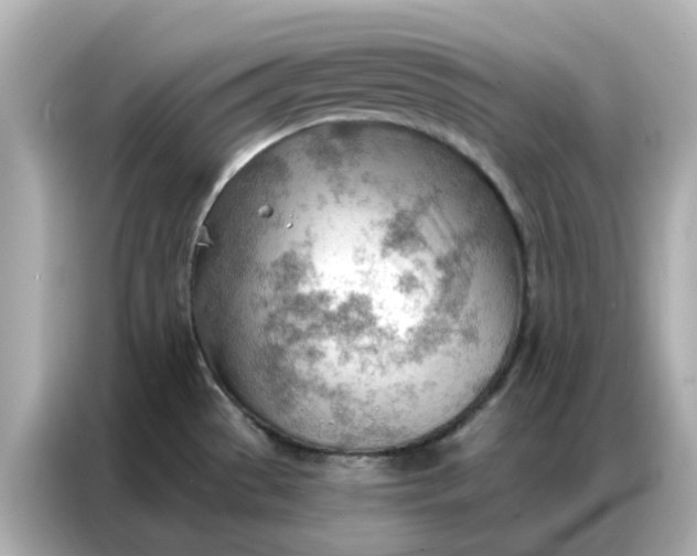 X0000086981529200704301307