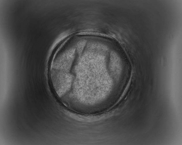 X0000086980006200705071426