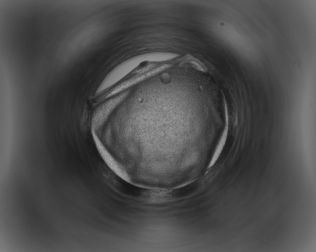 X0000086980093200705071425