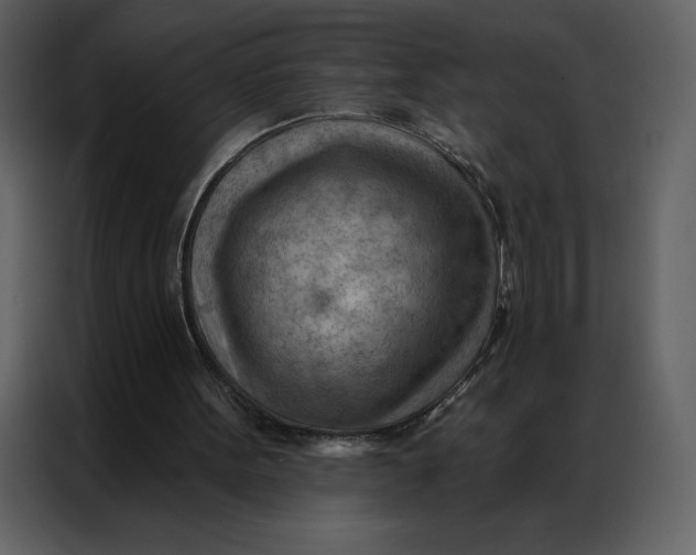 X0000086980099200705071425