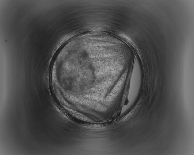 X0000086980986200705071413