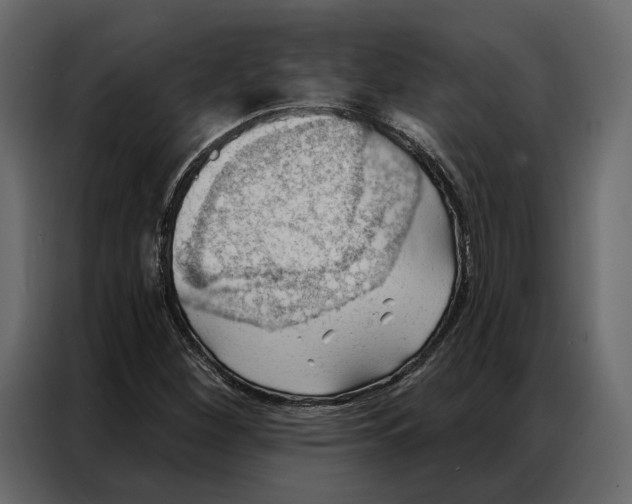 X0000086981260200705071410