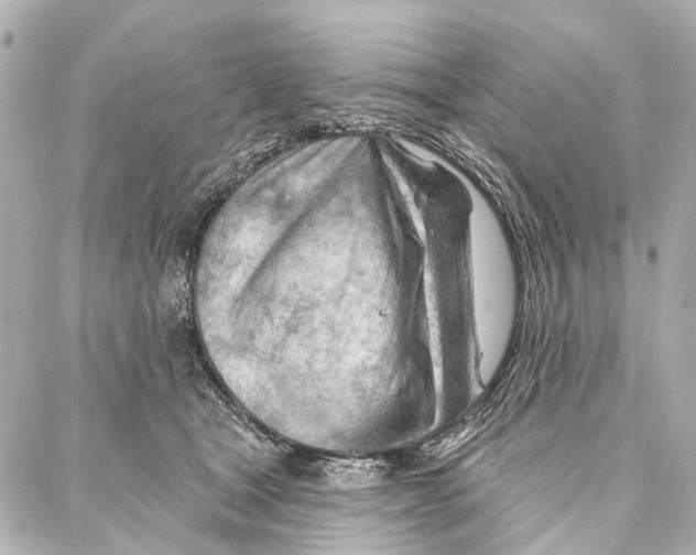 X0000086980465200705141720