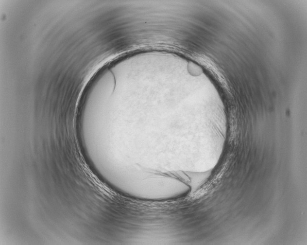 X0000086980924200705141712