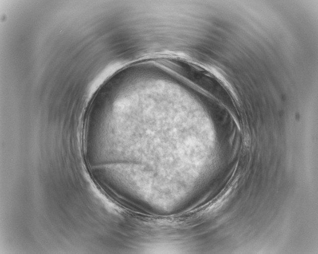 X0000086981054200705141711