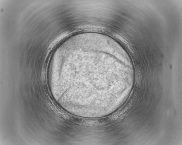 X0000086981074200705141710