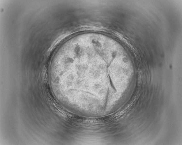 X0000086981215200705141707