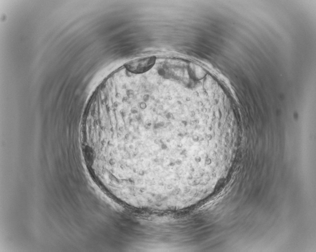 X0000086981239200705141708