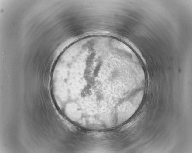 X0000086981245200705141708