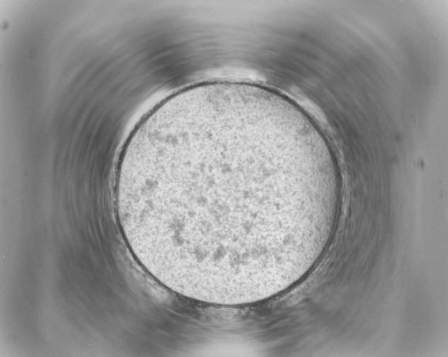 X0000086981248200705141708