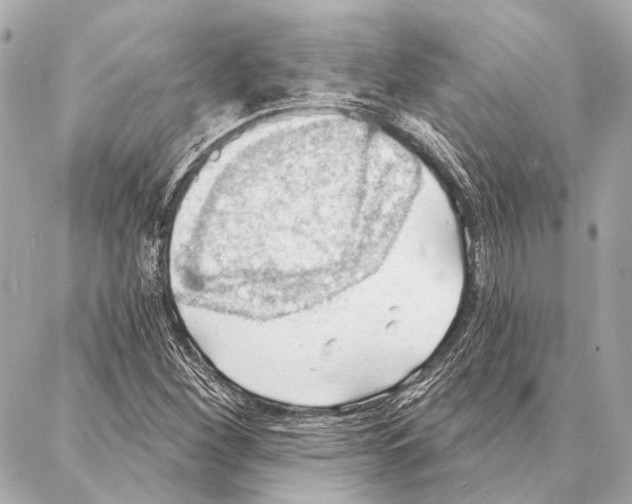 X0000086981260200705141707