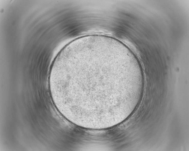 X0000086981296200705141706