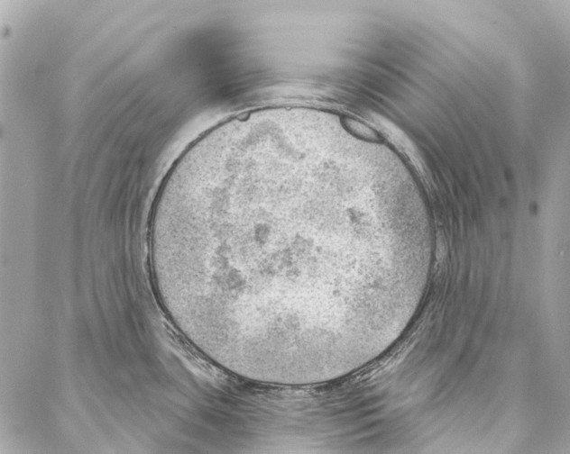 X0000086981435200705141705