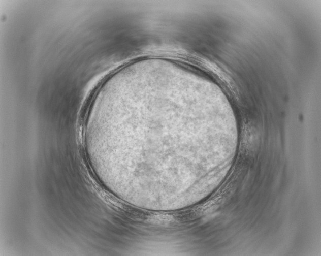 X0000086981462200705141704