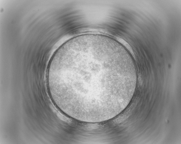 X0000086981482200705141703