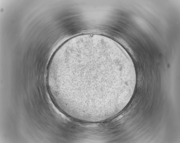 X0000086981484200705141703