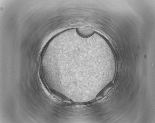 X0000086981515200705141703