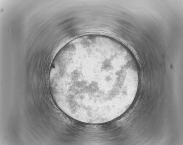 X0000086981529200705141703