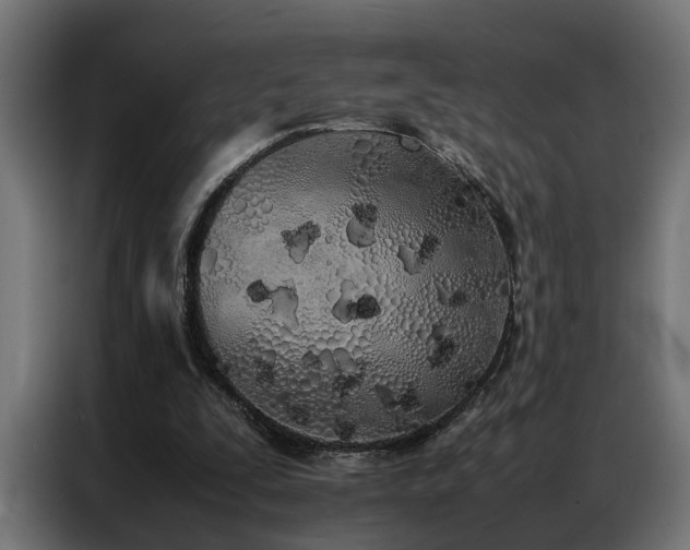 X0000086990295200704161511