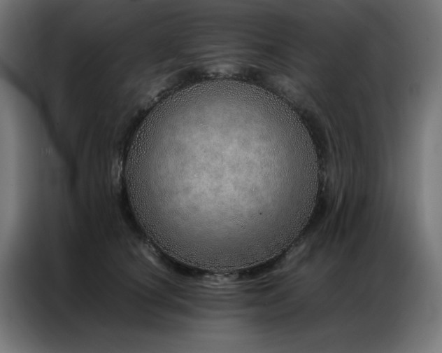 X0000086990660200704161507