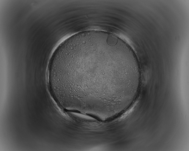 X0000086991125200704161501