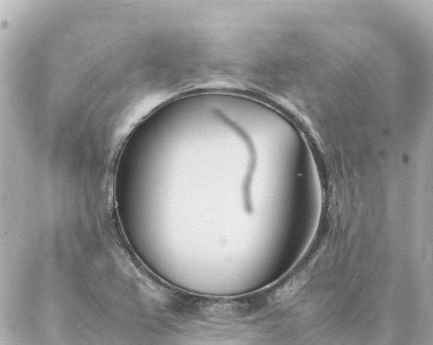 X0000086991367200704231834