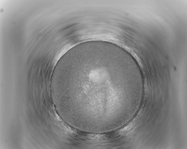 X0000086991529200704231832