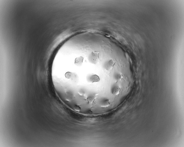 X0000086990295200704301343