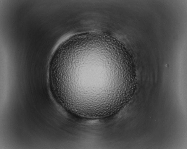 X0000086990054200705071445