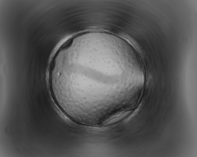 X0000086991196200705071430