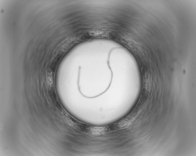 X0000086990085200705141751